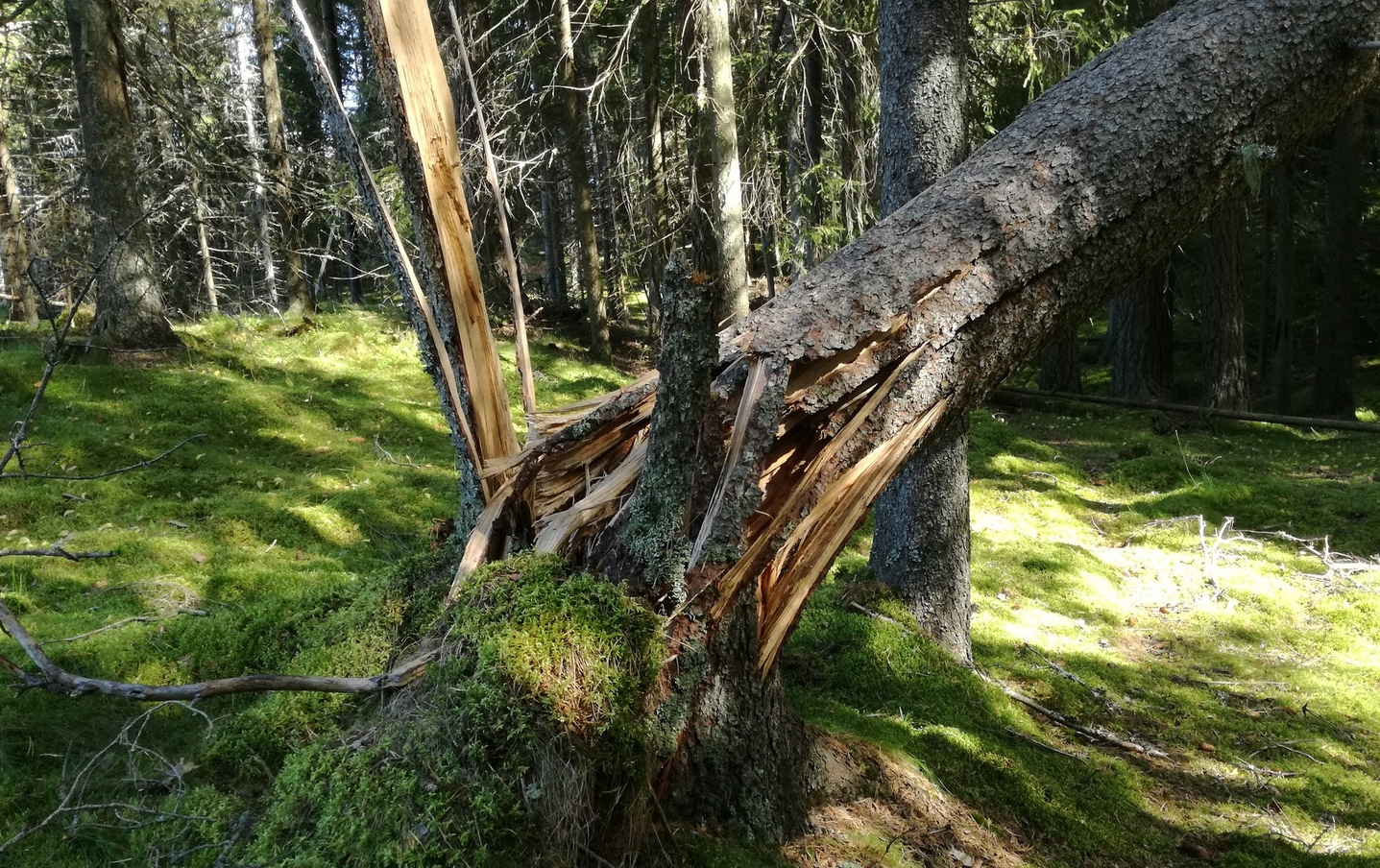 death of tree.jpg