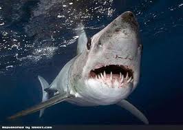 mako shark.jpg