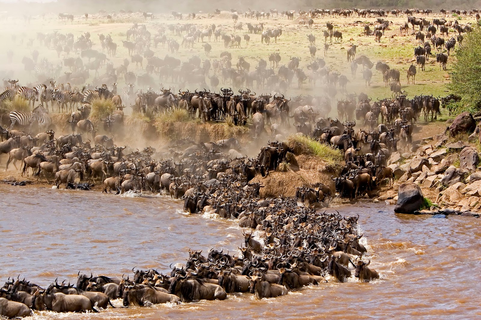 Wildebeest migration in Serengeti National Park, Tanzania..jpg