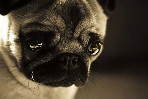 cute-pug-dog-sad-face-crying_large.jpg
