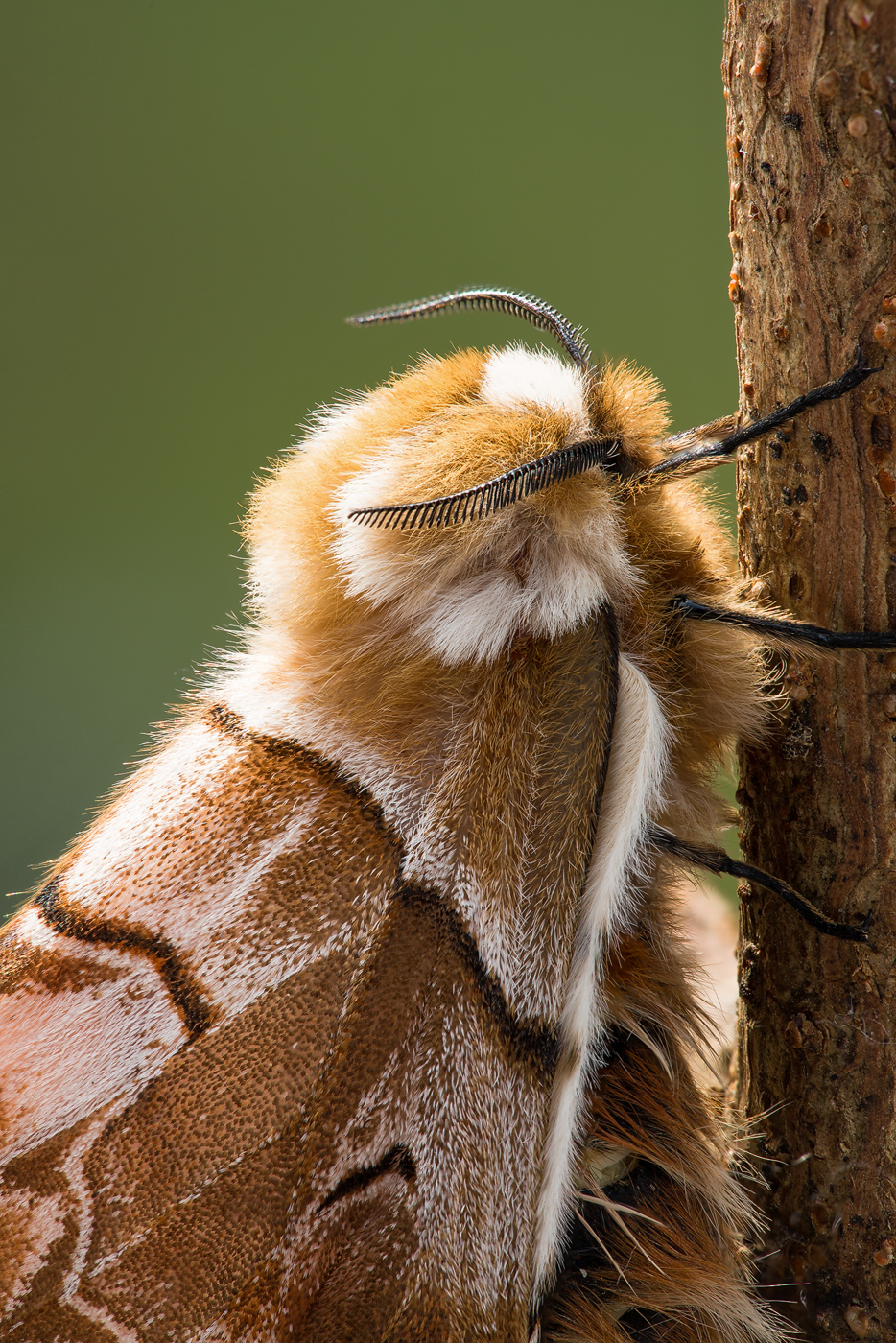 Birkenspinner (Endromis versicolora)_Q22A072512B-BF.jpg