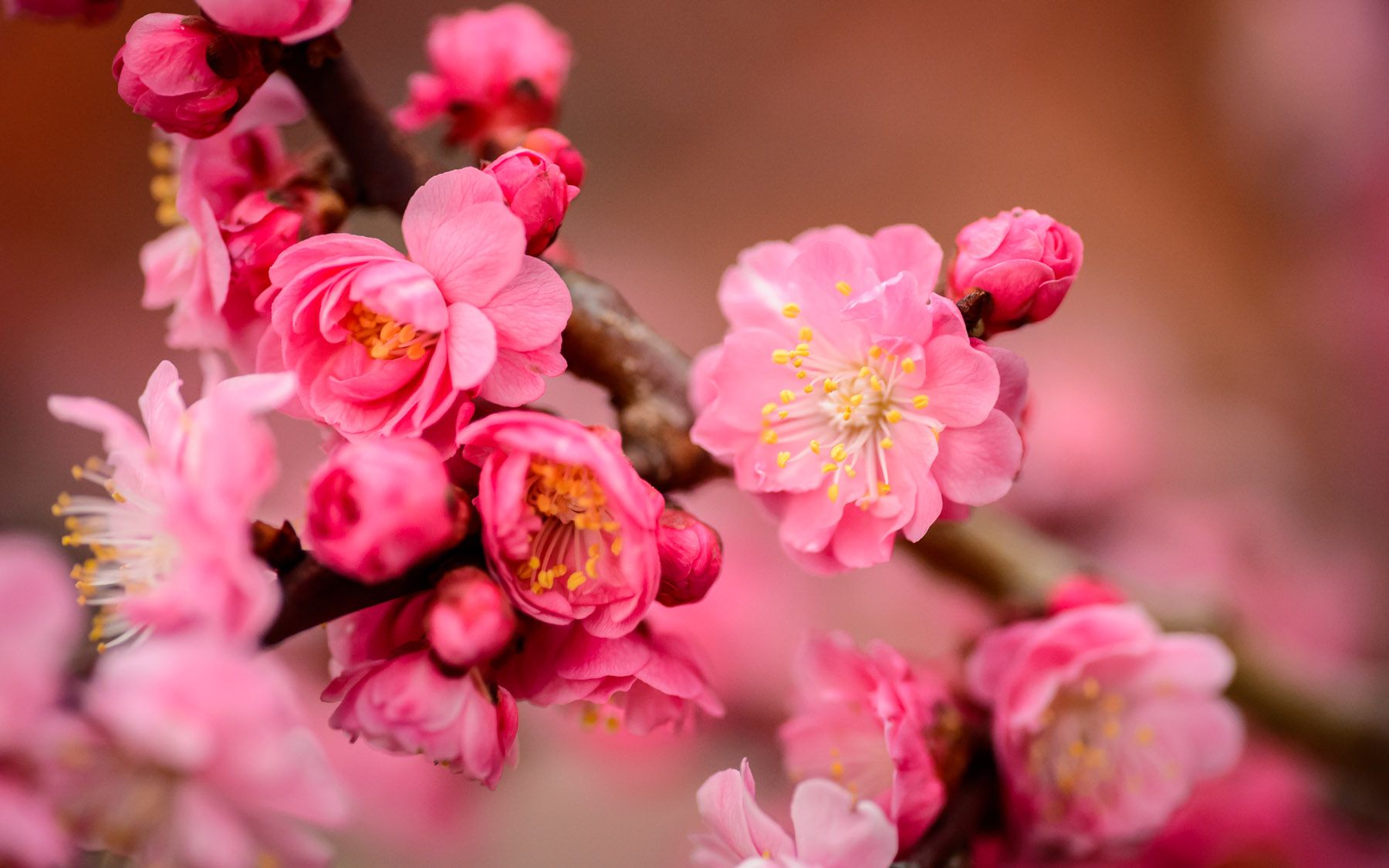 plum-blossom.jpg