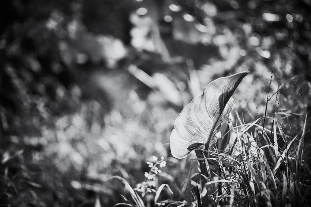 leaves3.jpg