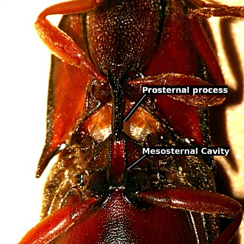 Clicking_mechanism_small.jpg