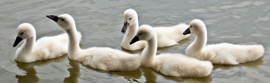 swans-baby-swans-water-waterfowl-158686.jpeg