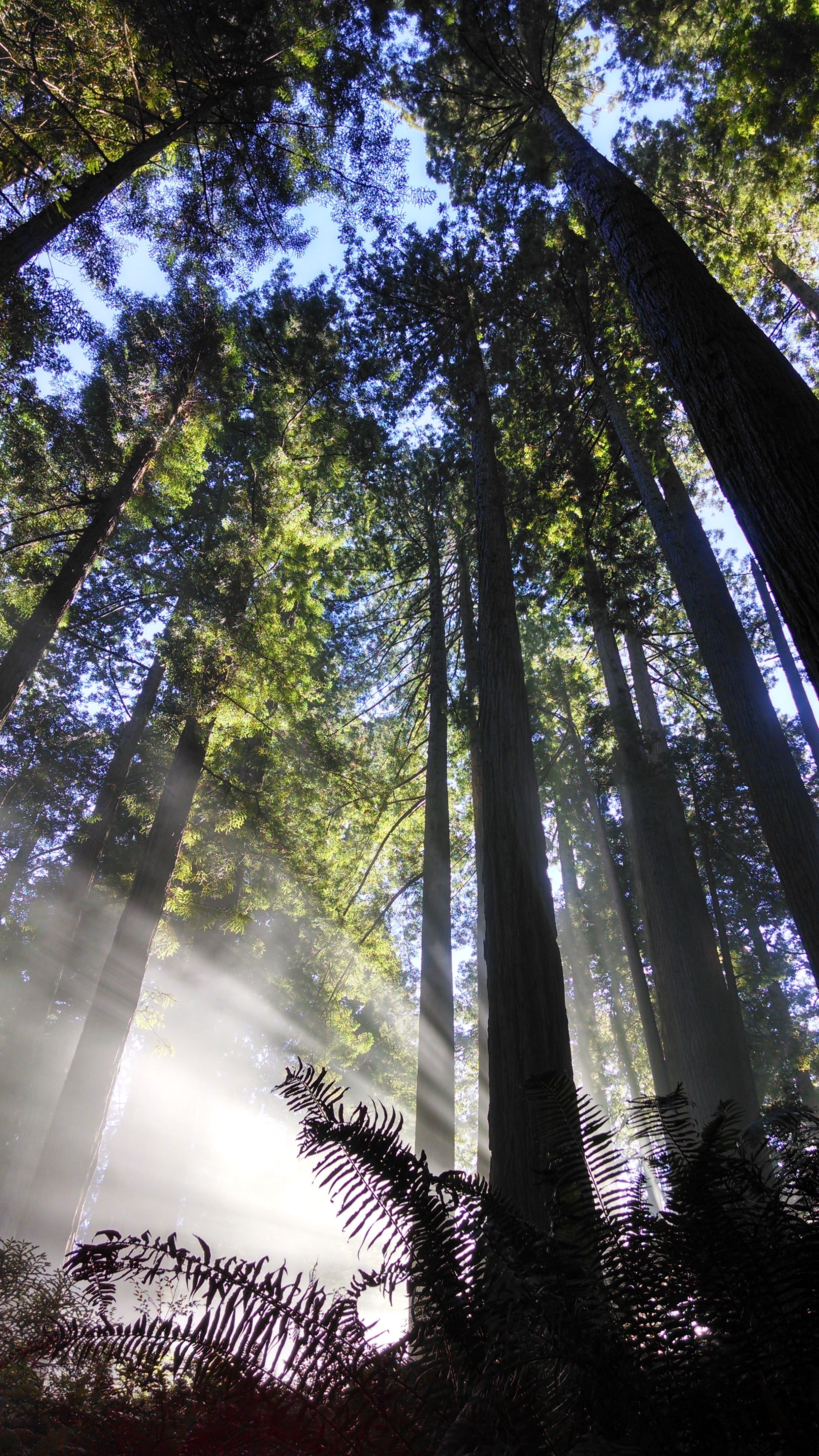 Redwoods75.jpg