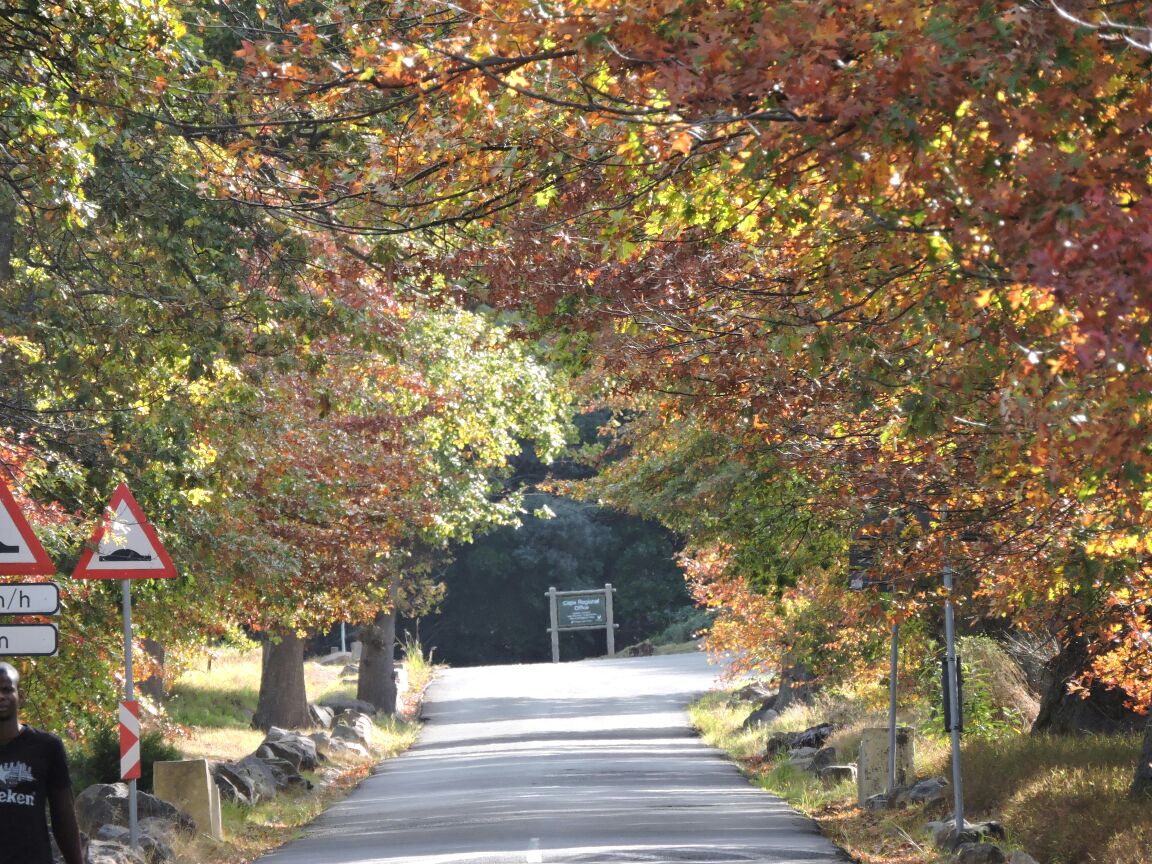 Rhodes Memorial path.jpg