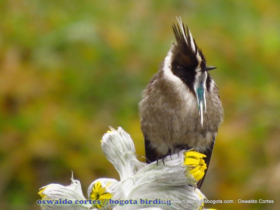 endemic%252C%2520green-bearded%2520helmetcres%252C%2520Oxypogon%2520guerinii%252C%2520Parque%2520Nacional%2520Chingaza%252C%2520Bogota%2520Birding%252C%2520Eastern%2520andes%2520Birding%2520tour%2520%2528Focus%2520h.jpg