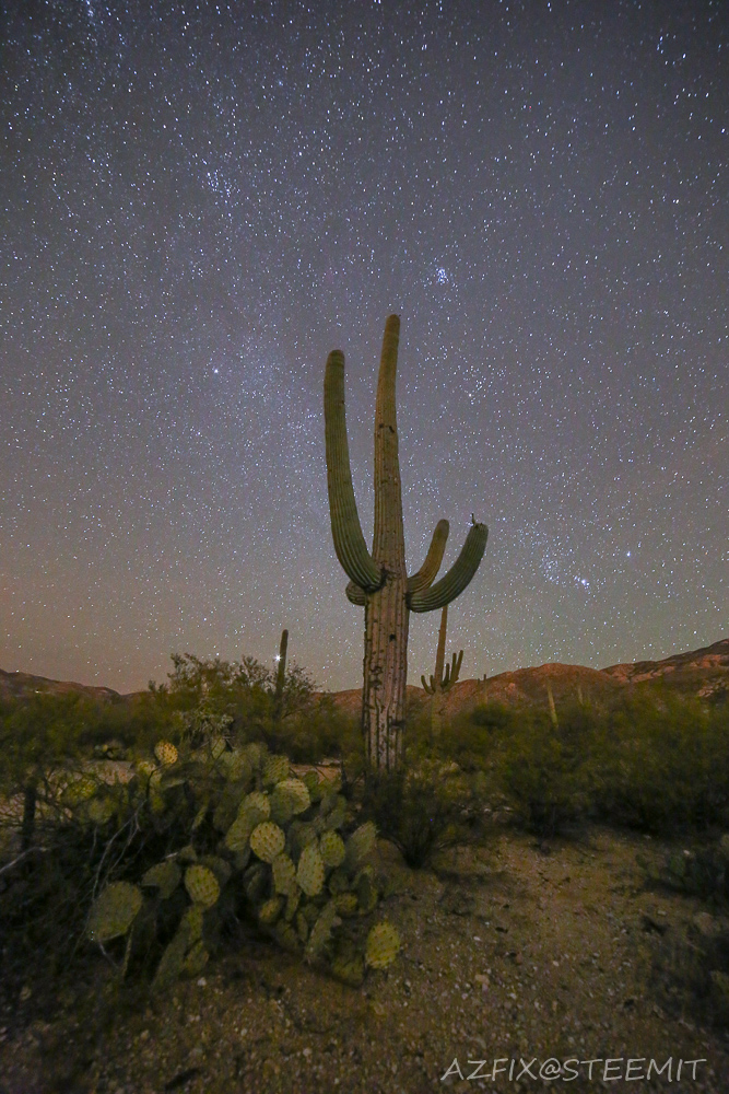 Cactus Walk-2 - C.jpg