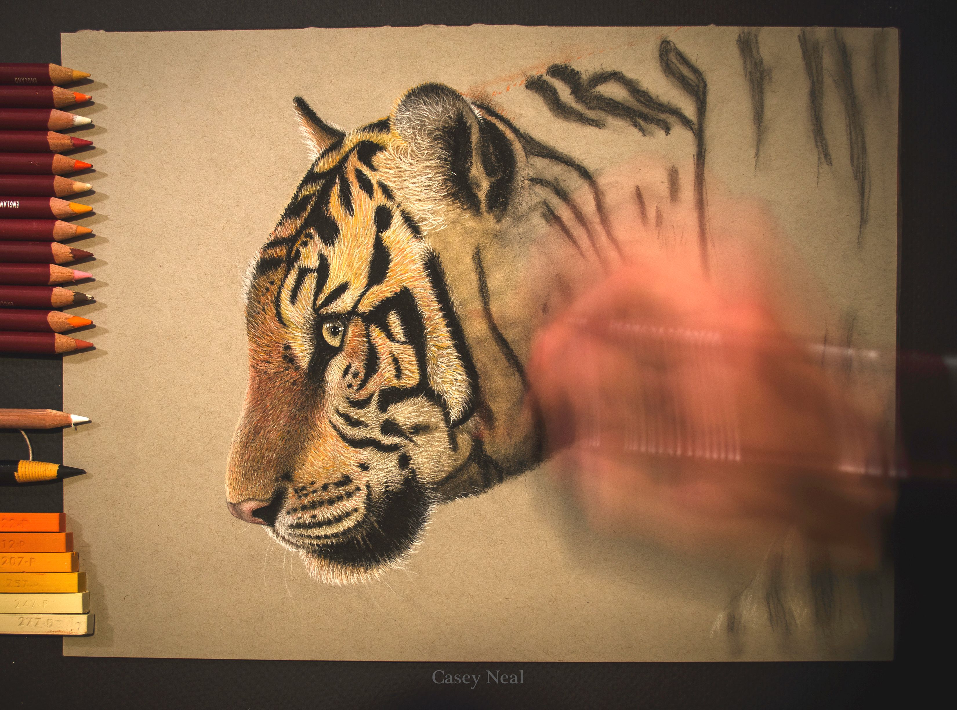Bengal Tiger WIP - Casey Neal Artwork.jpg