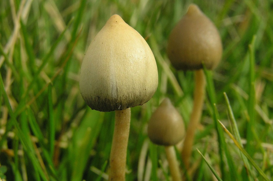 shrooms-940x626.jpg