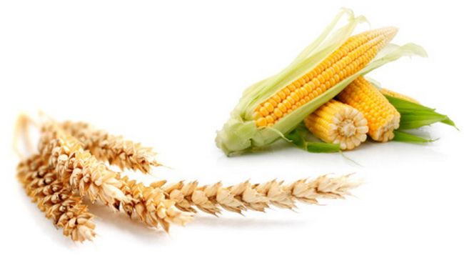 wheat-and-corn.jpg