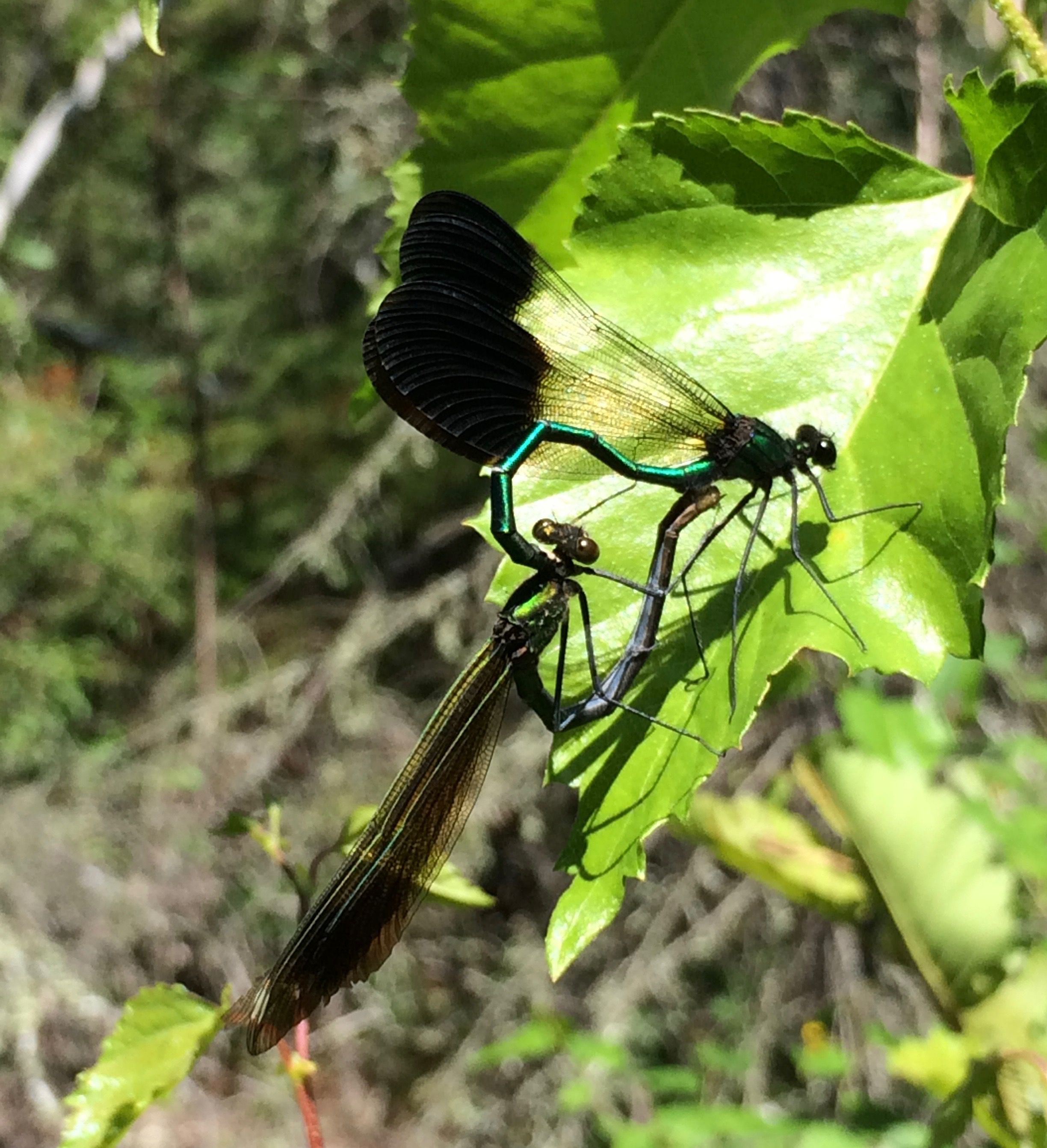 Dragonfly sex is a rough and tumble affair. Living In the North Woods. —  Steemit