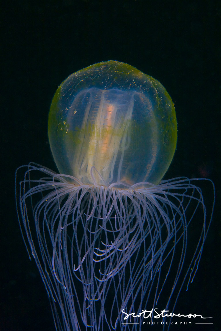 Red-eyed Medusa Jellyfish-1.jpg