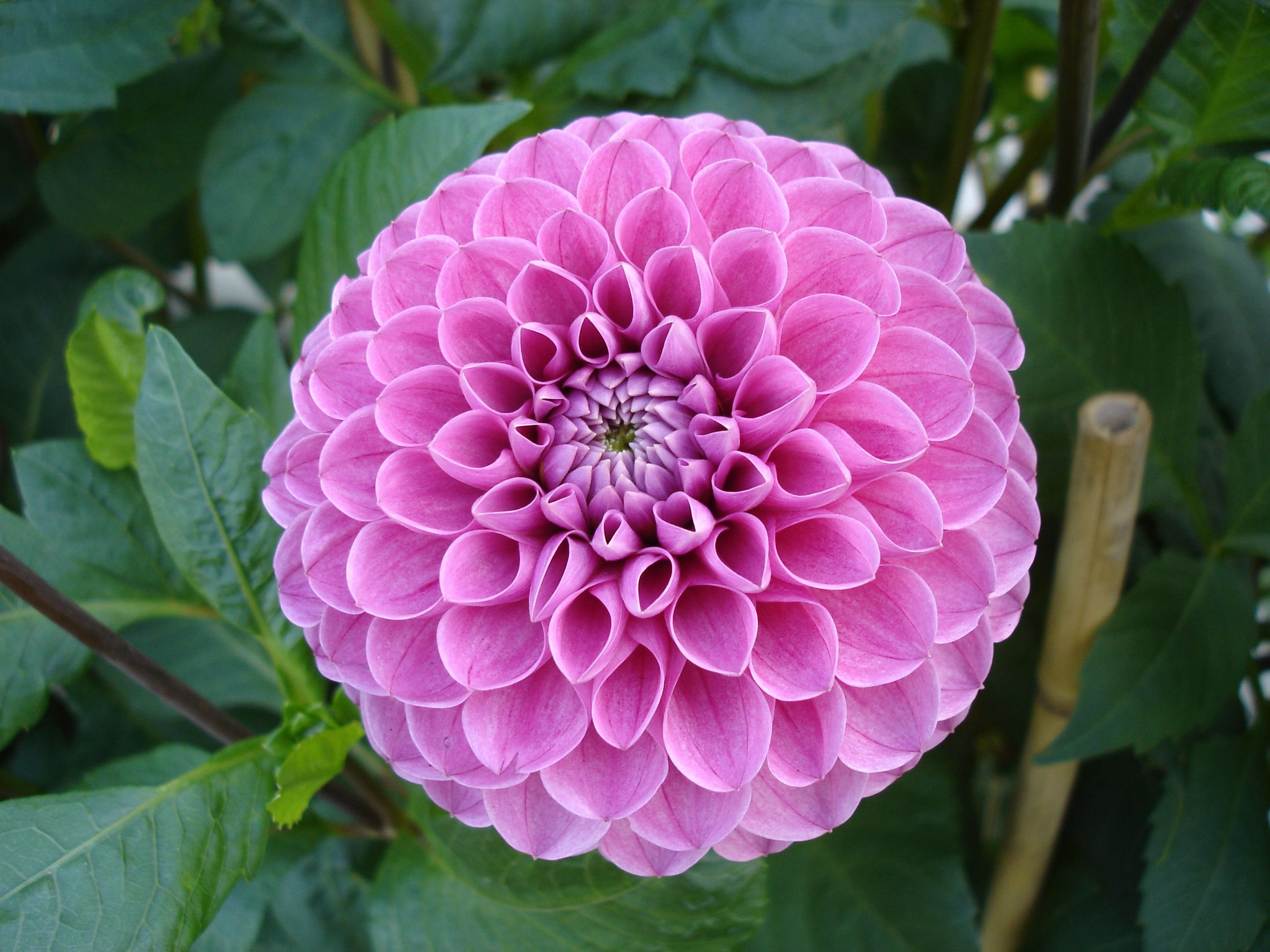 Dahlia_Mary's_Jomanda.jpg