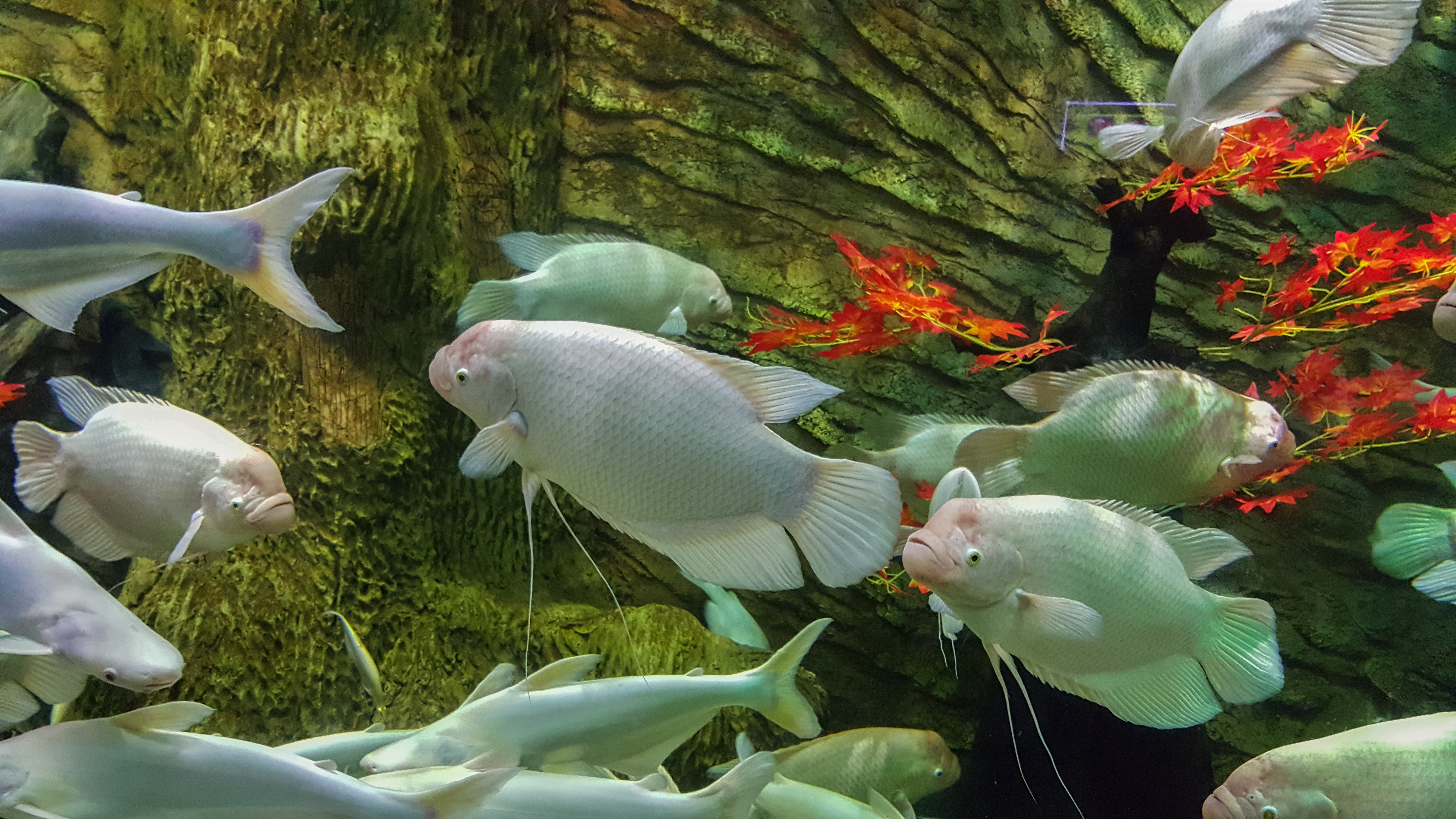 Vinpearl Land Phu Quoc Aquarium 3.jpg