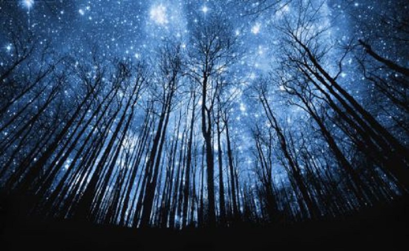c startrees.jpg