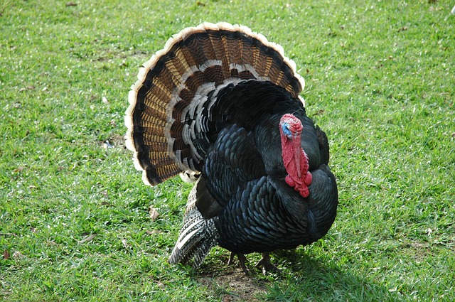 Turkey.jpg