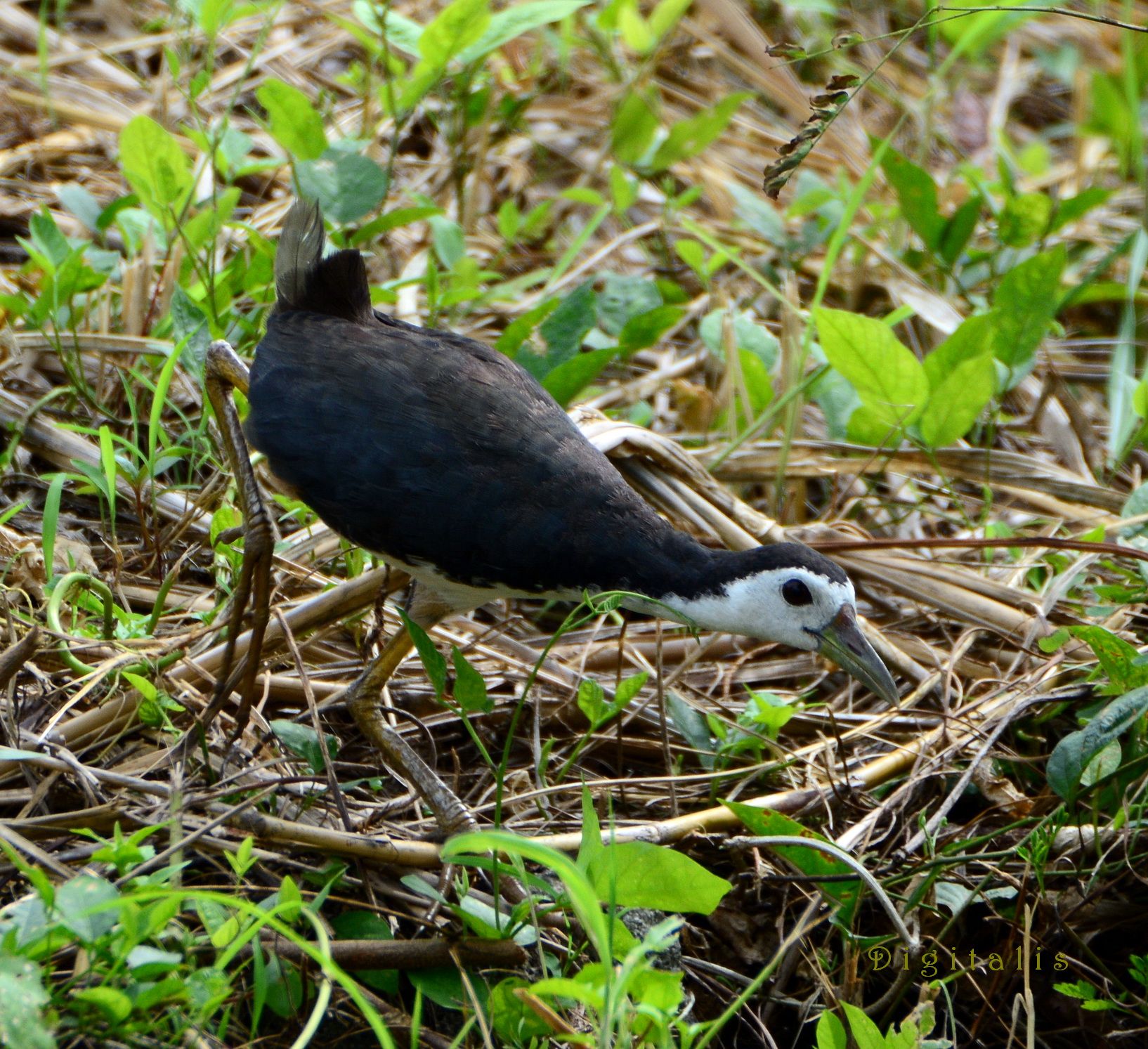 DSC_0426.JPG