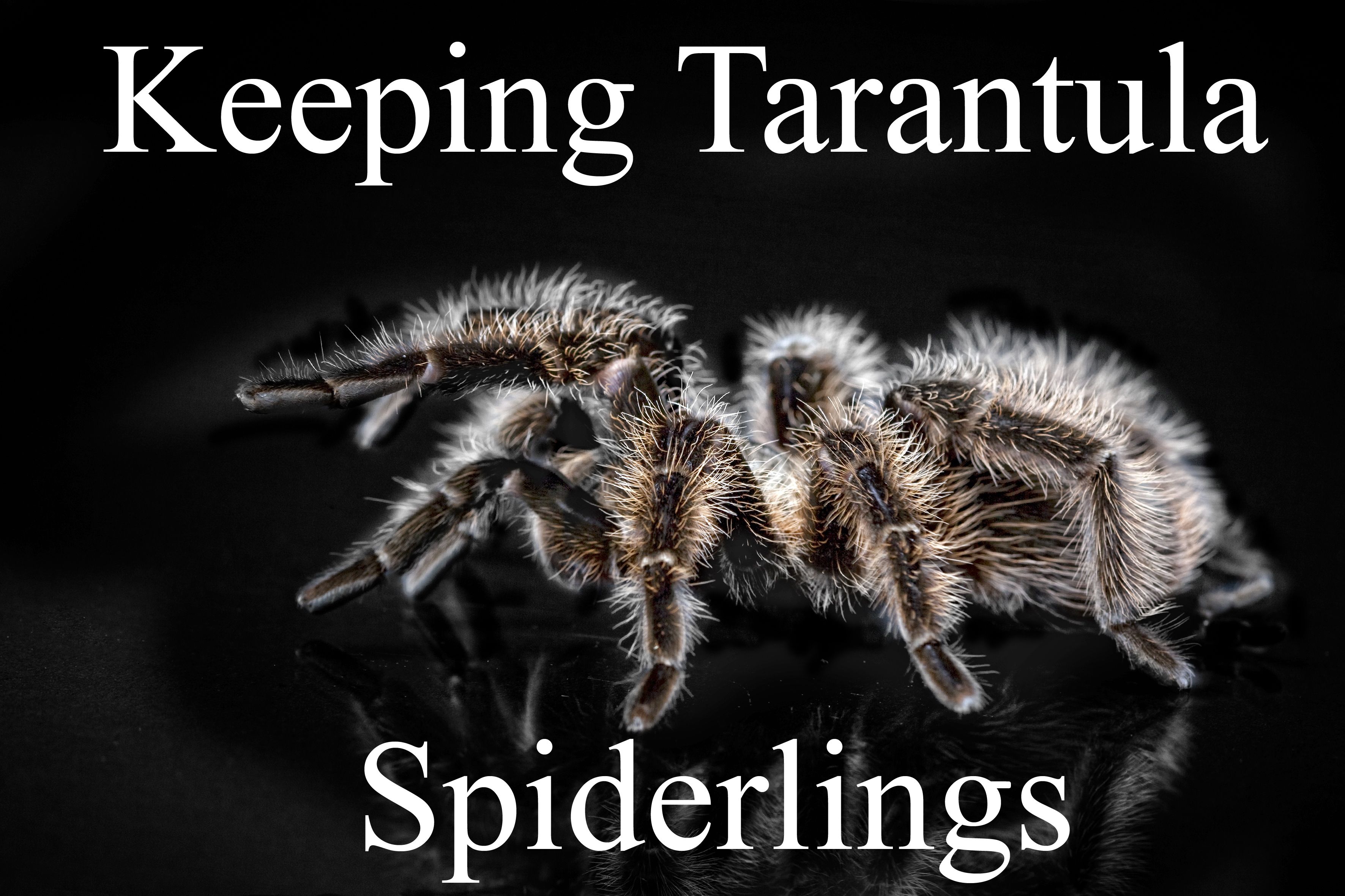 keeping tarantula slings and spiderlings.jpg