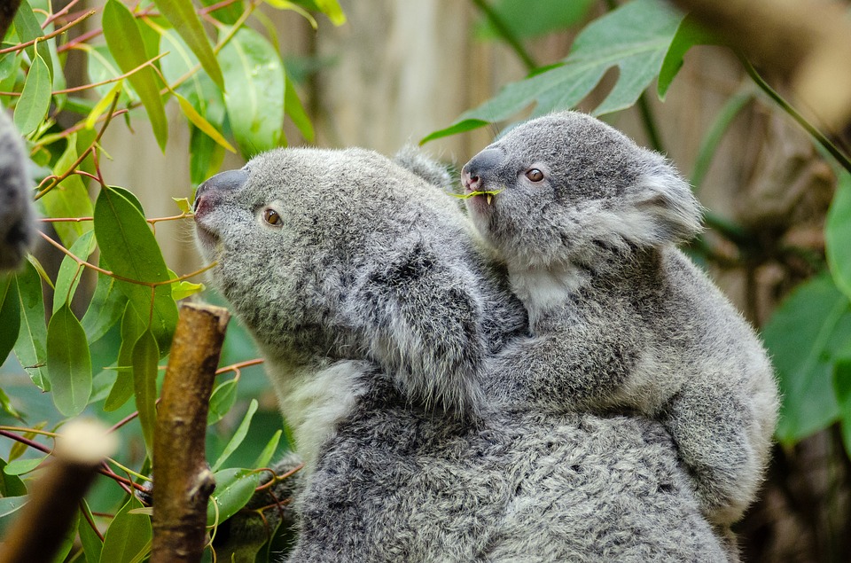 female-koala-and-her-baby-1332217_960_720.jpg