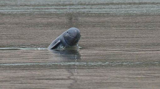 Delfin de Irrawaddy.jpg