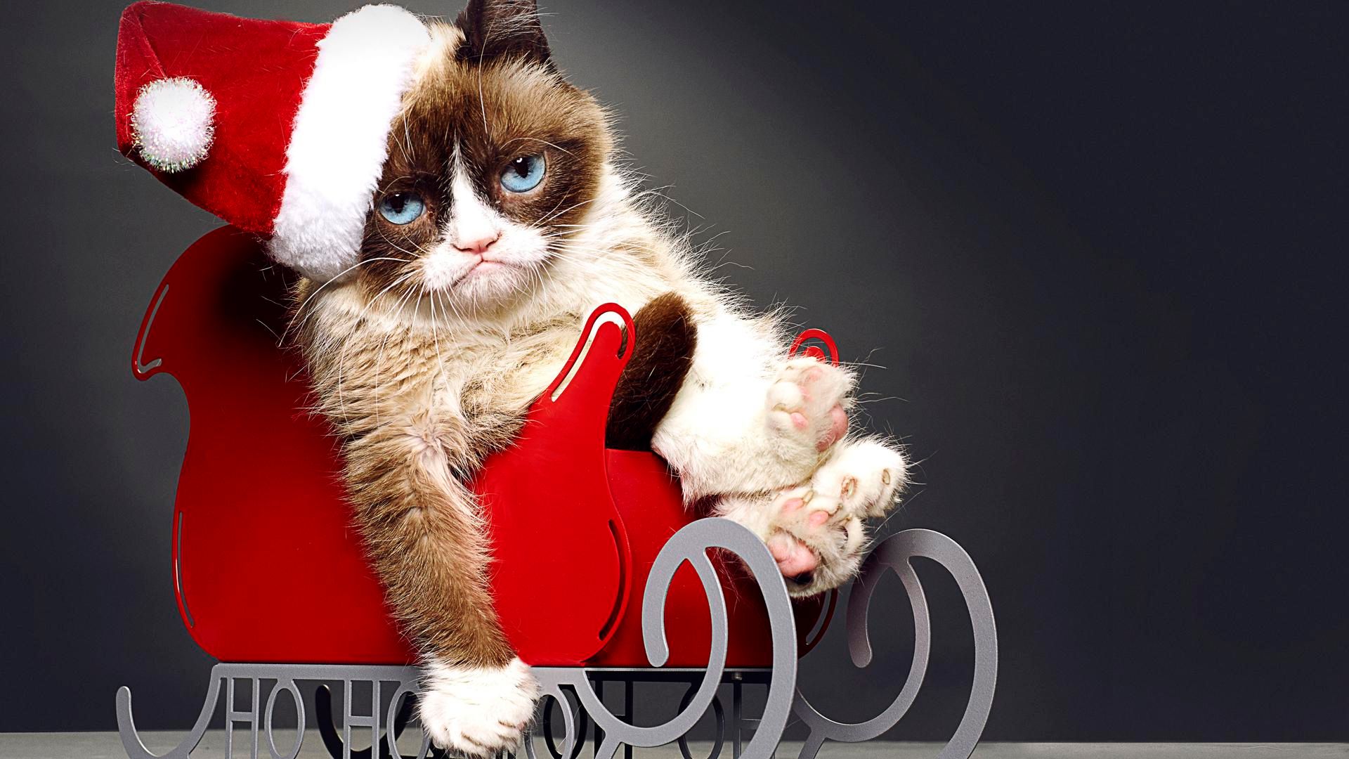 reasons-i-loved-grumpy-cats-worst-christmas-ever.jpeg