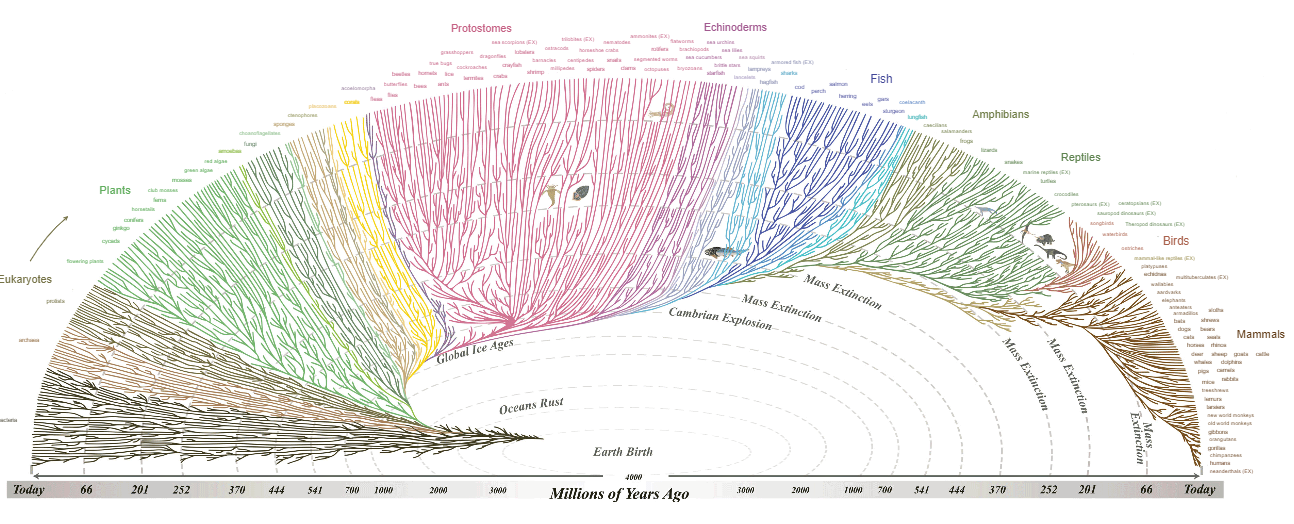 evoluton.png