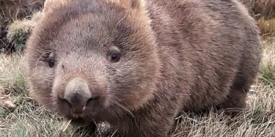 ezgif.com-resize_1515071507.gif