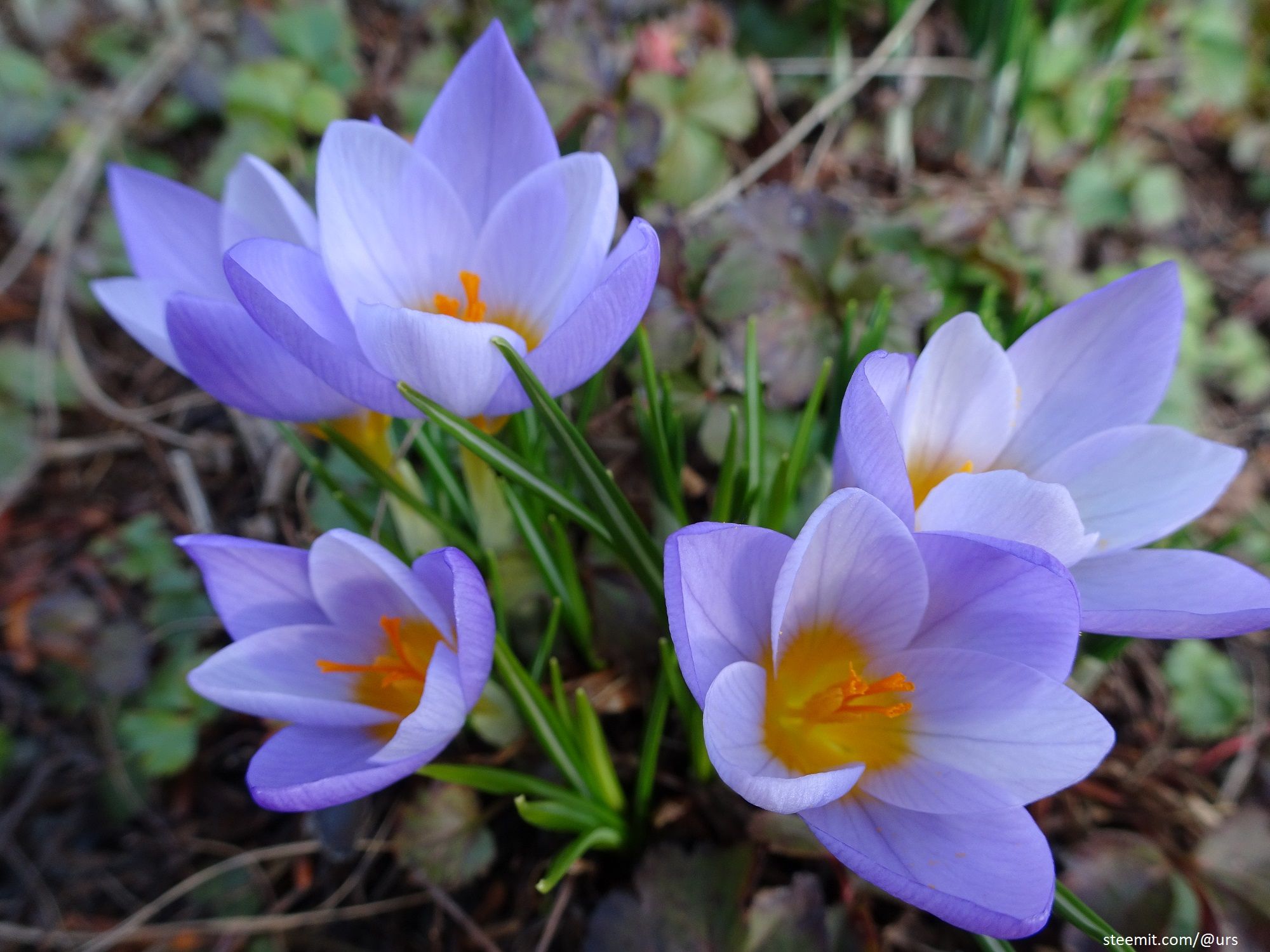 crocus 1.jpg