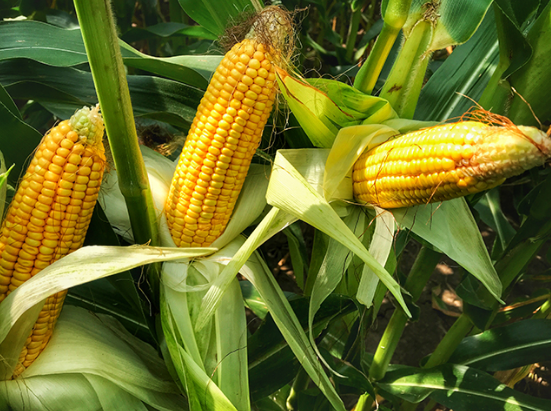 The Mais or Corn — Steemit