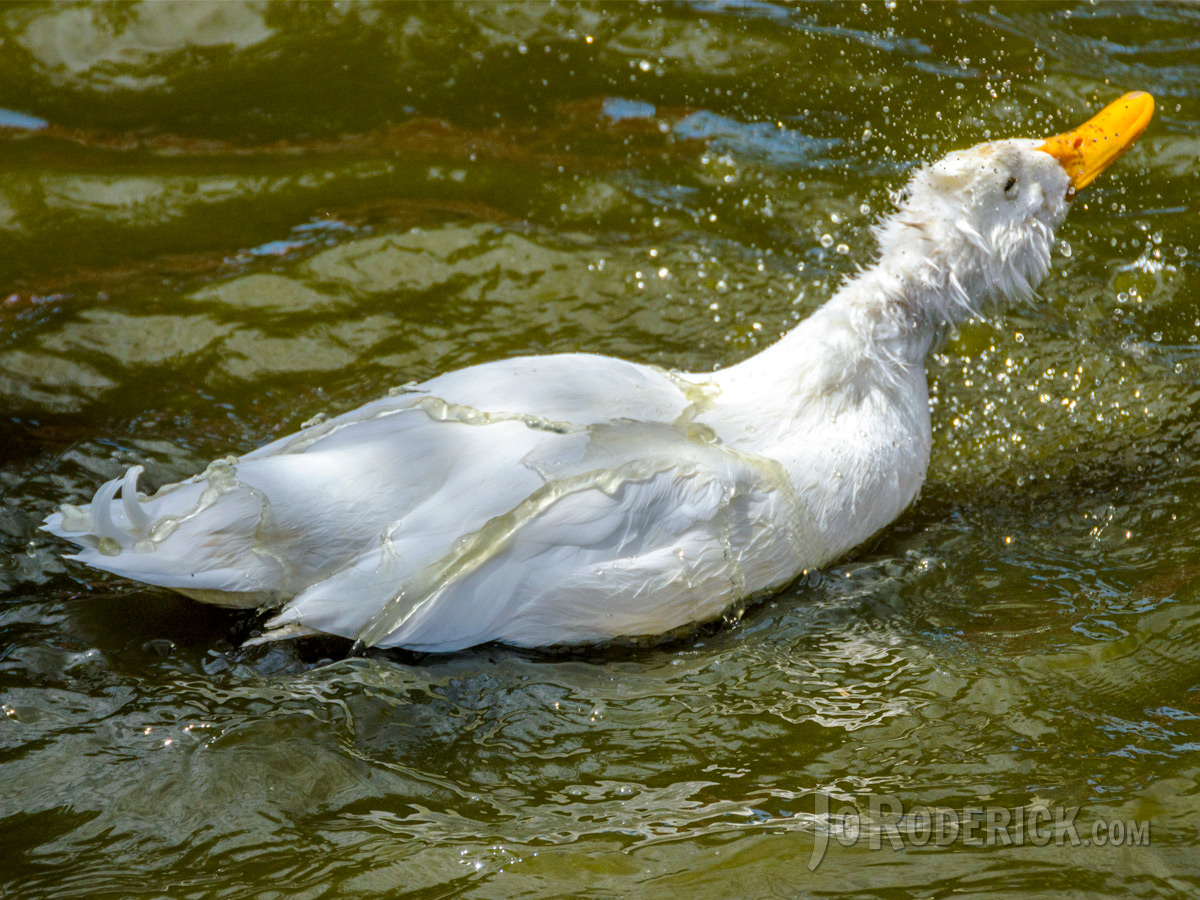DucksBack.jpg