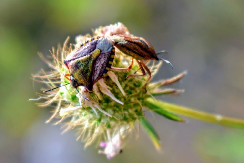 macro svijet d.JPG