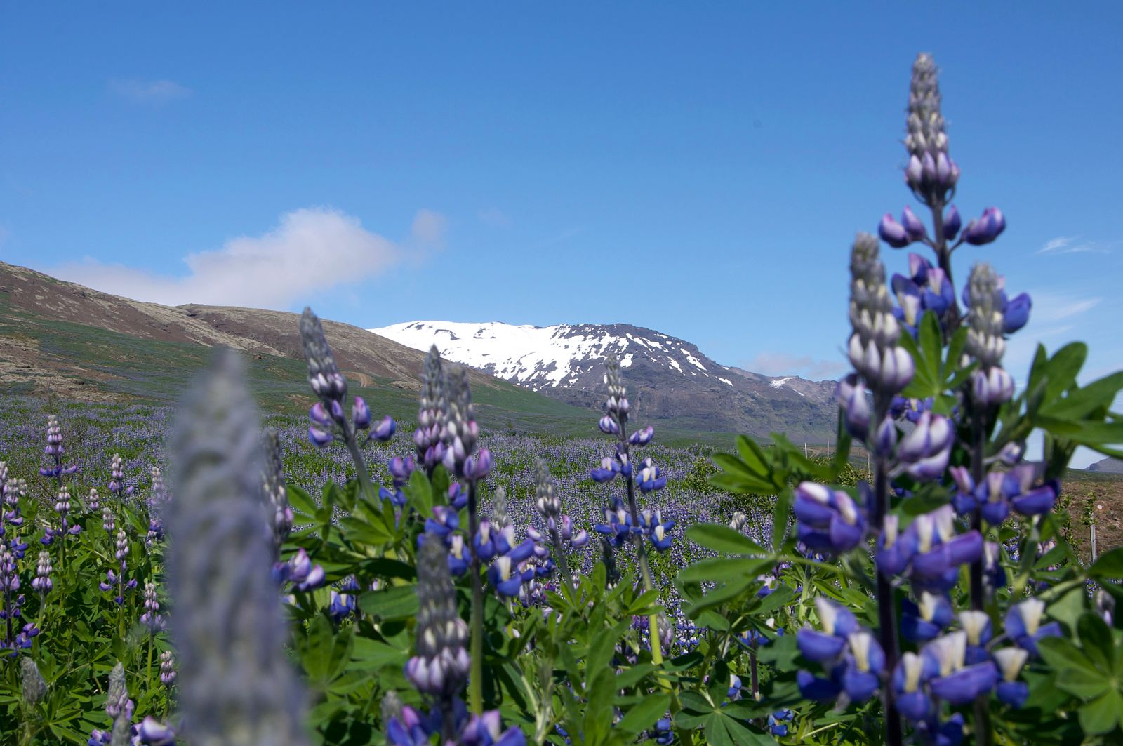 Lupines00a.jpg