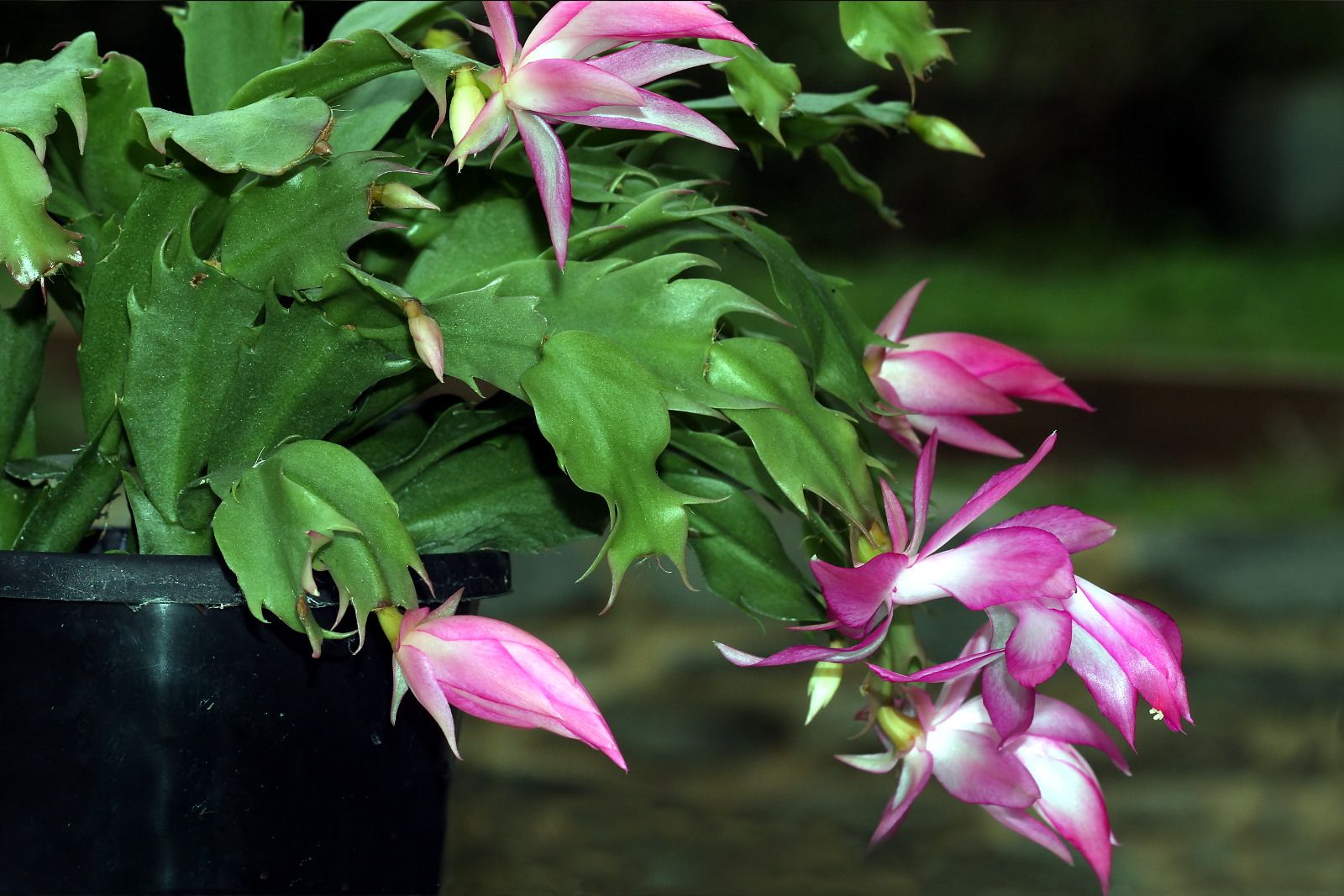 Plant 139 Schlumbergera truncata 2018-04-08 n1.jpg