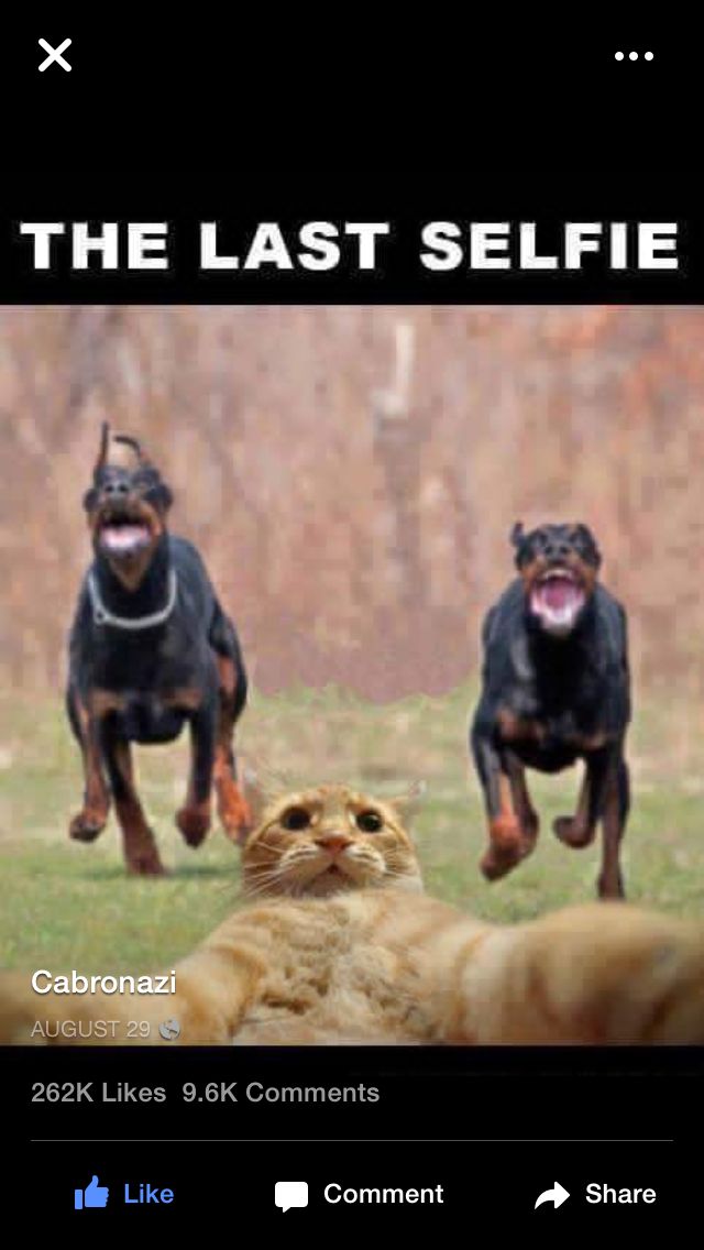 27bbd3836c8d507b49a6e07c693565b7--cute-animal-memes-animal-pics.jpg