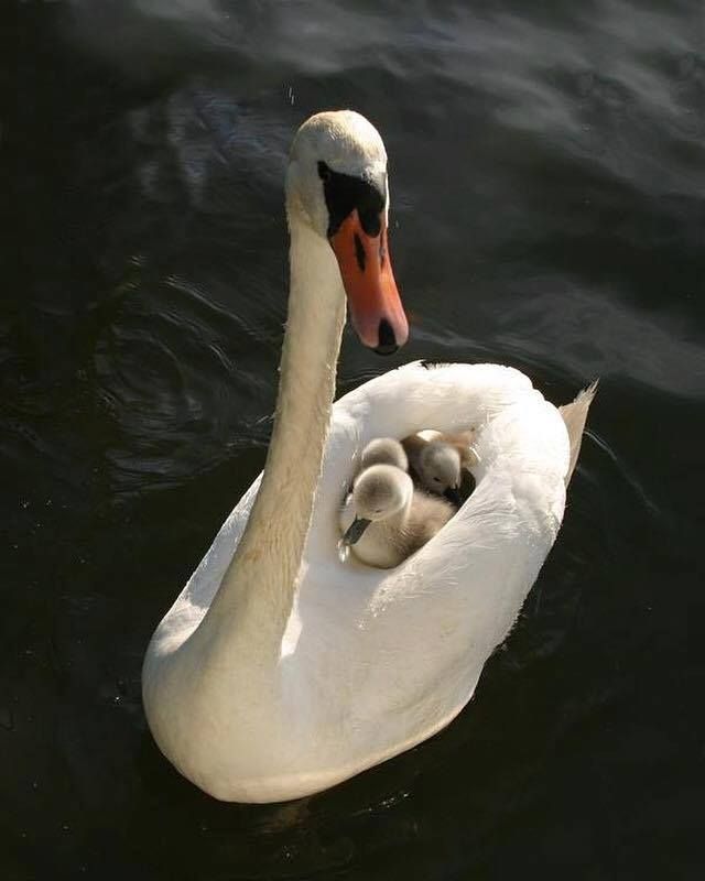 swan mom and baby.jpg