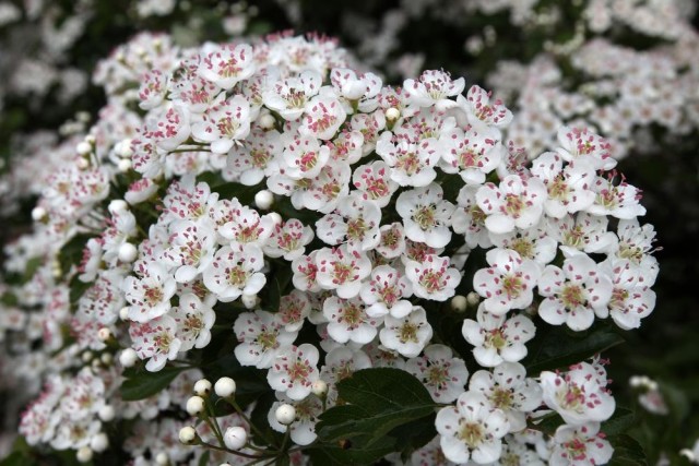 Photo2.jpg