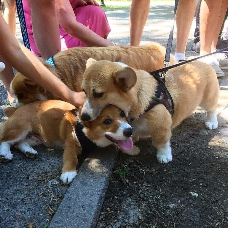 corgi.jpg