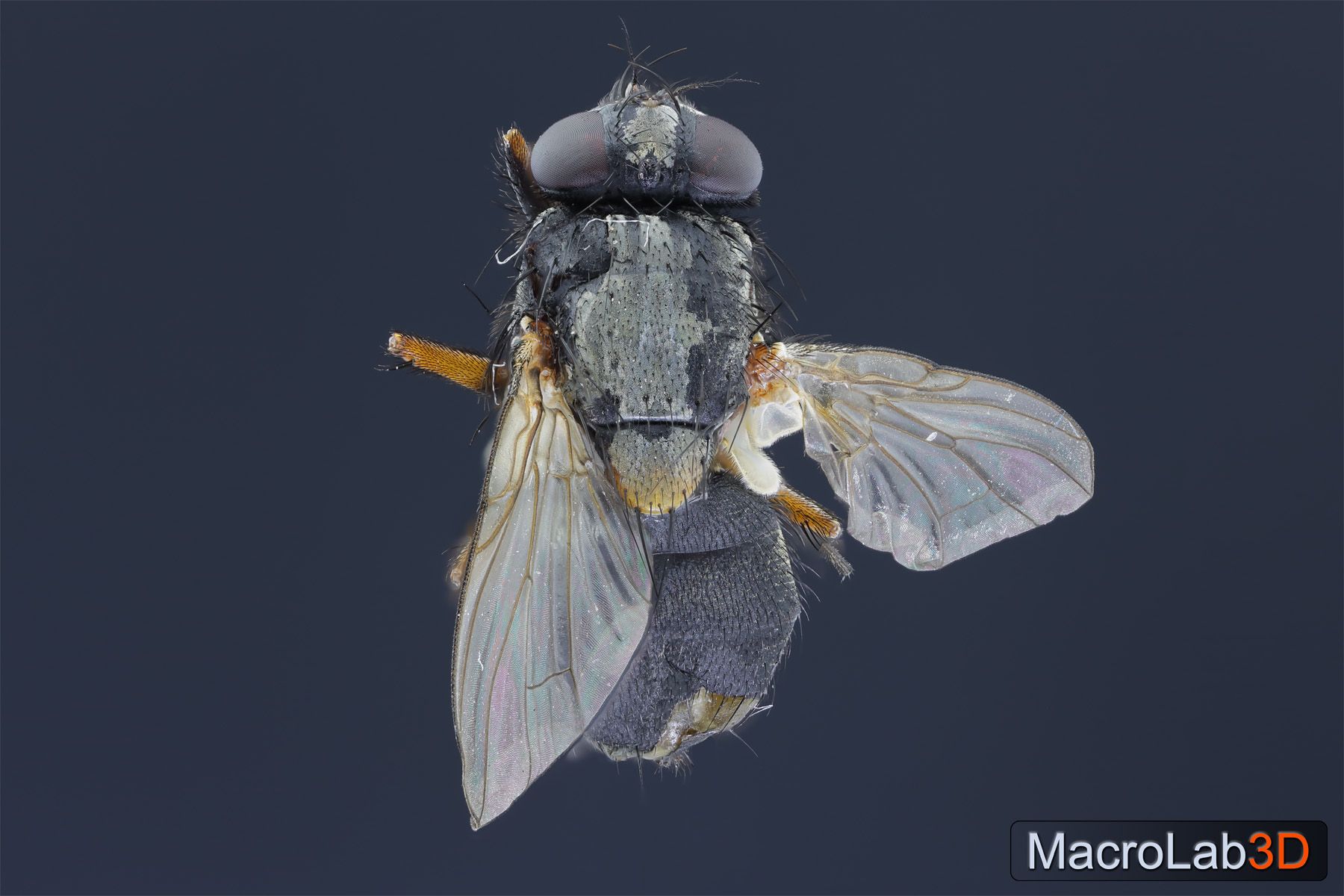 HouseFly1.jpg