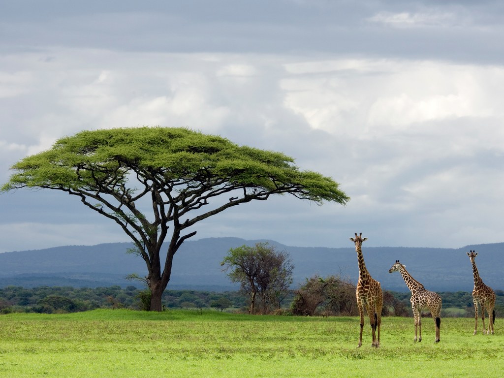 giraffes-serengeti-national-park-tanzania-cr-getty.jpg