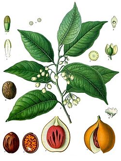 Myristica_fragrans_-_Köhler–s_Medizinal-Pflanzen-097.jpg