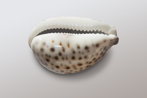 cowrie-74412__340.jpg