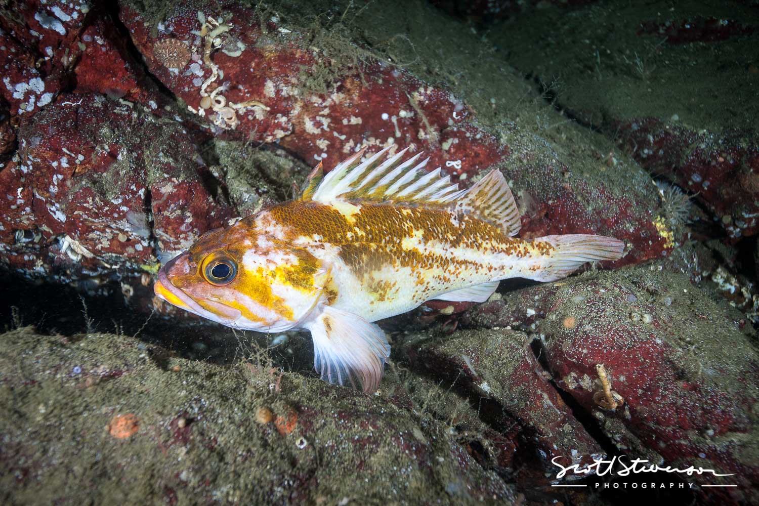 Copper Rockfish-7.jpg