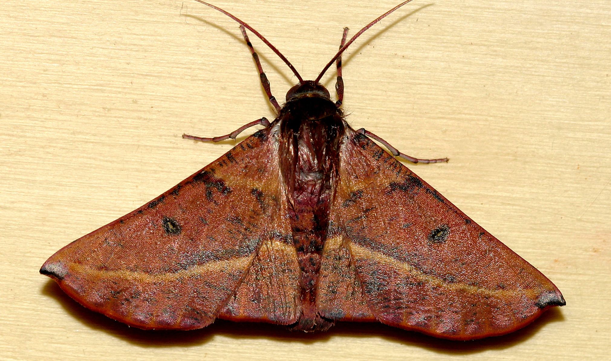 Oenochroma_vinaria-Hakea moth.jpg