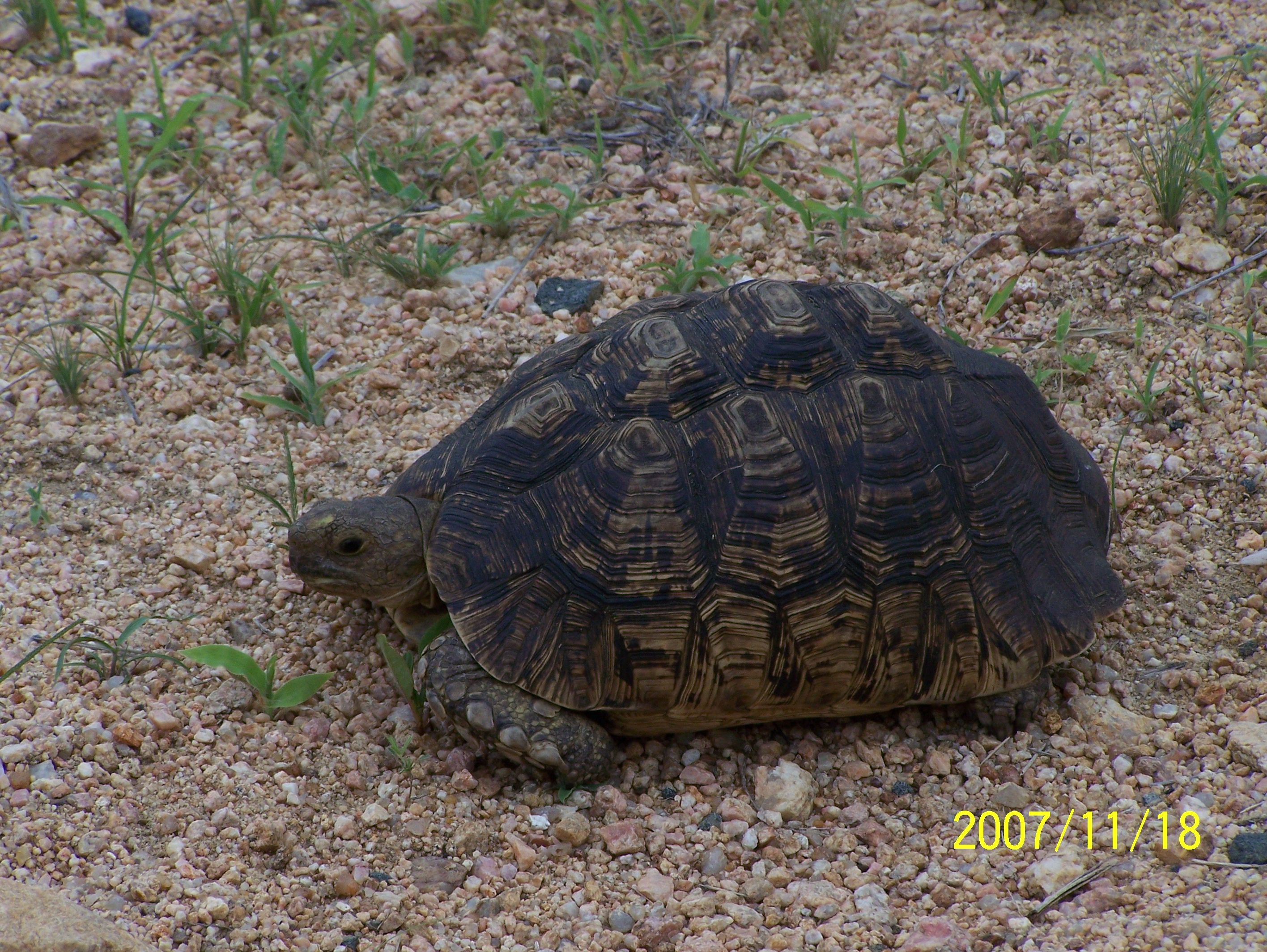 Leopard Tortoise — Steemit