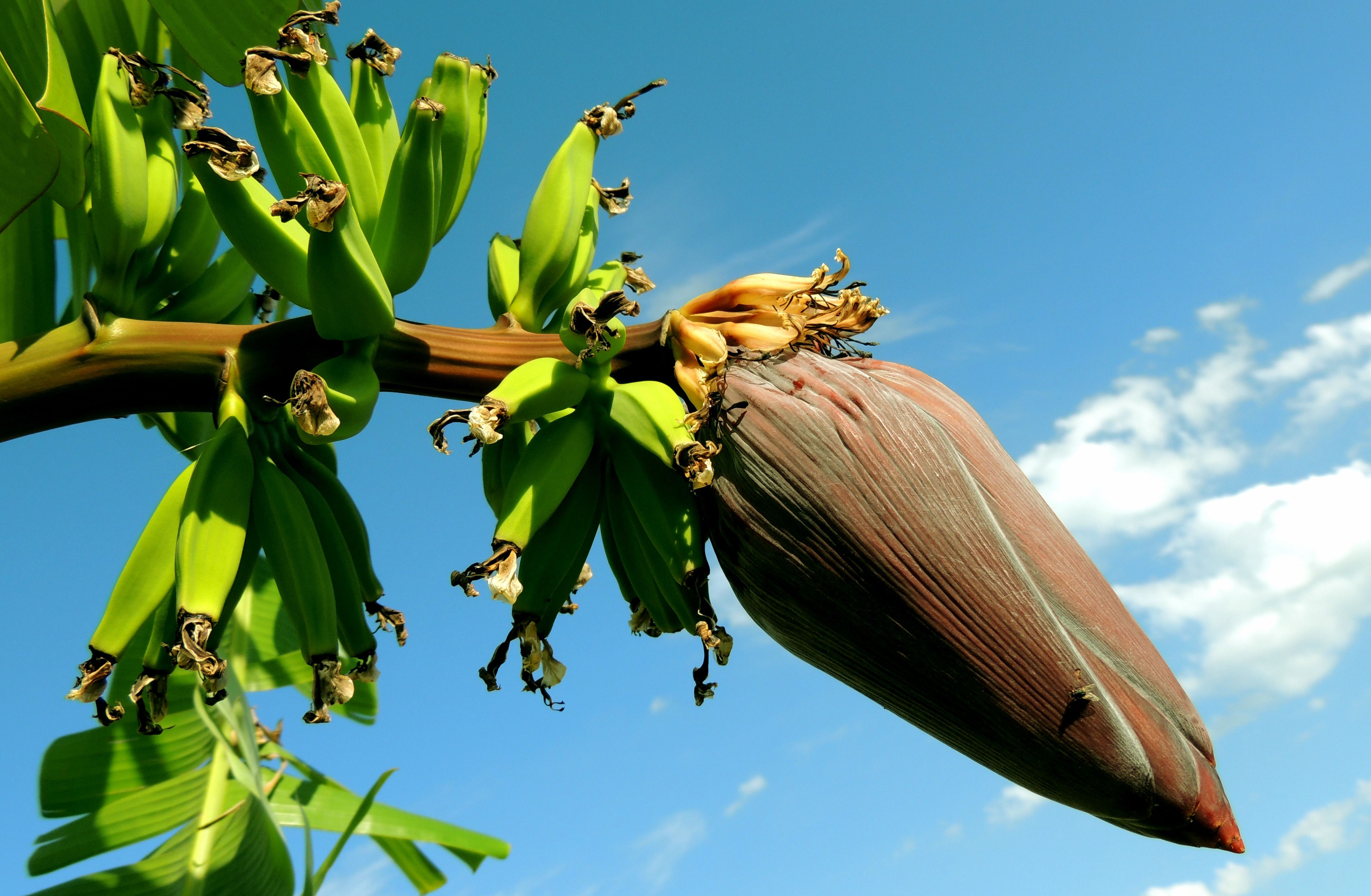 banana-banana-tree-bunch-of-bananas-fruit-60581.jpeg