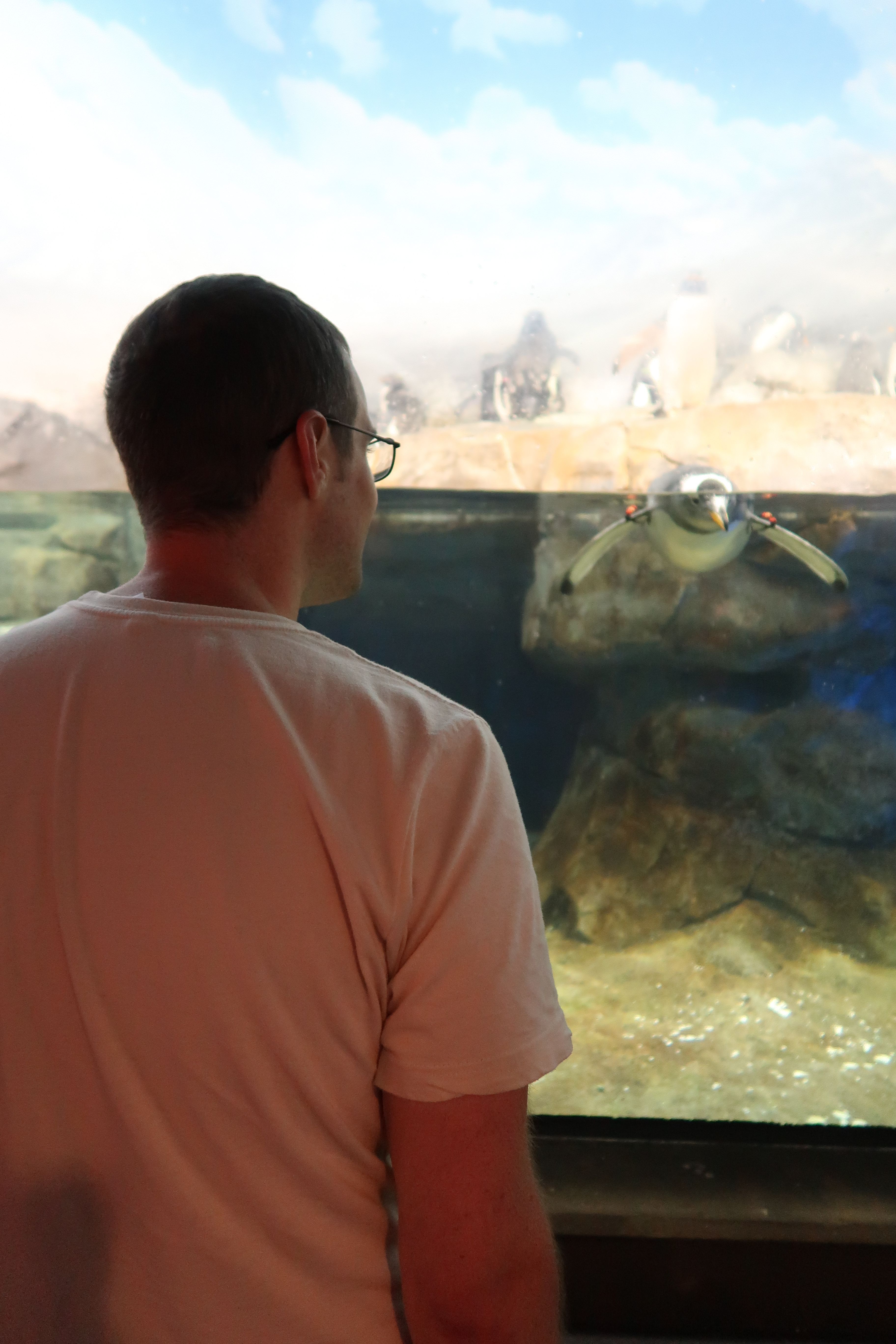 Penguin exhibit reflection The Tennessee Aquarium in Chattanooga 2.JPG