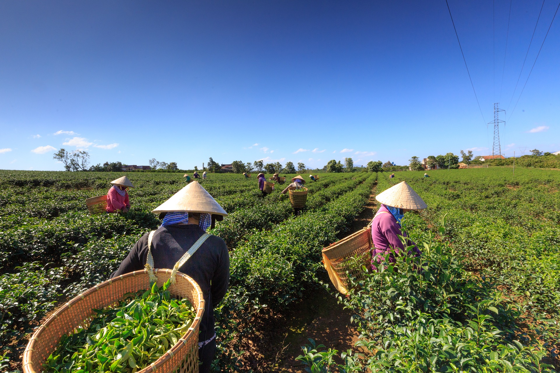 Tea Plantation.jpg