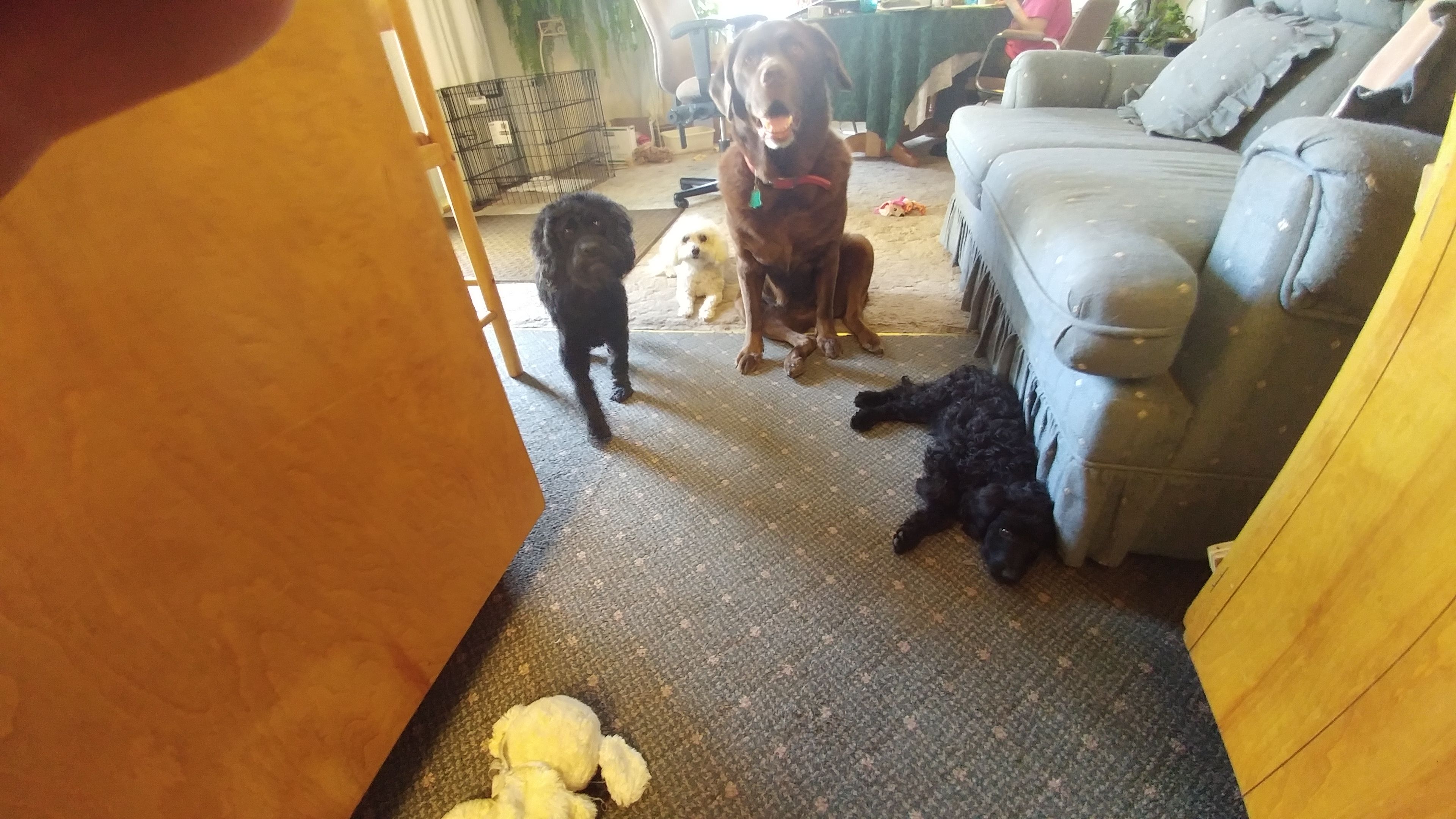 4dogs 9.3.17.jpg